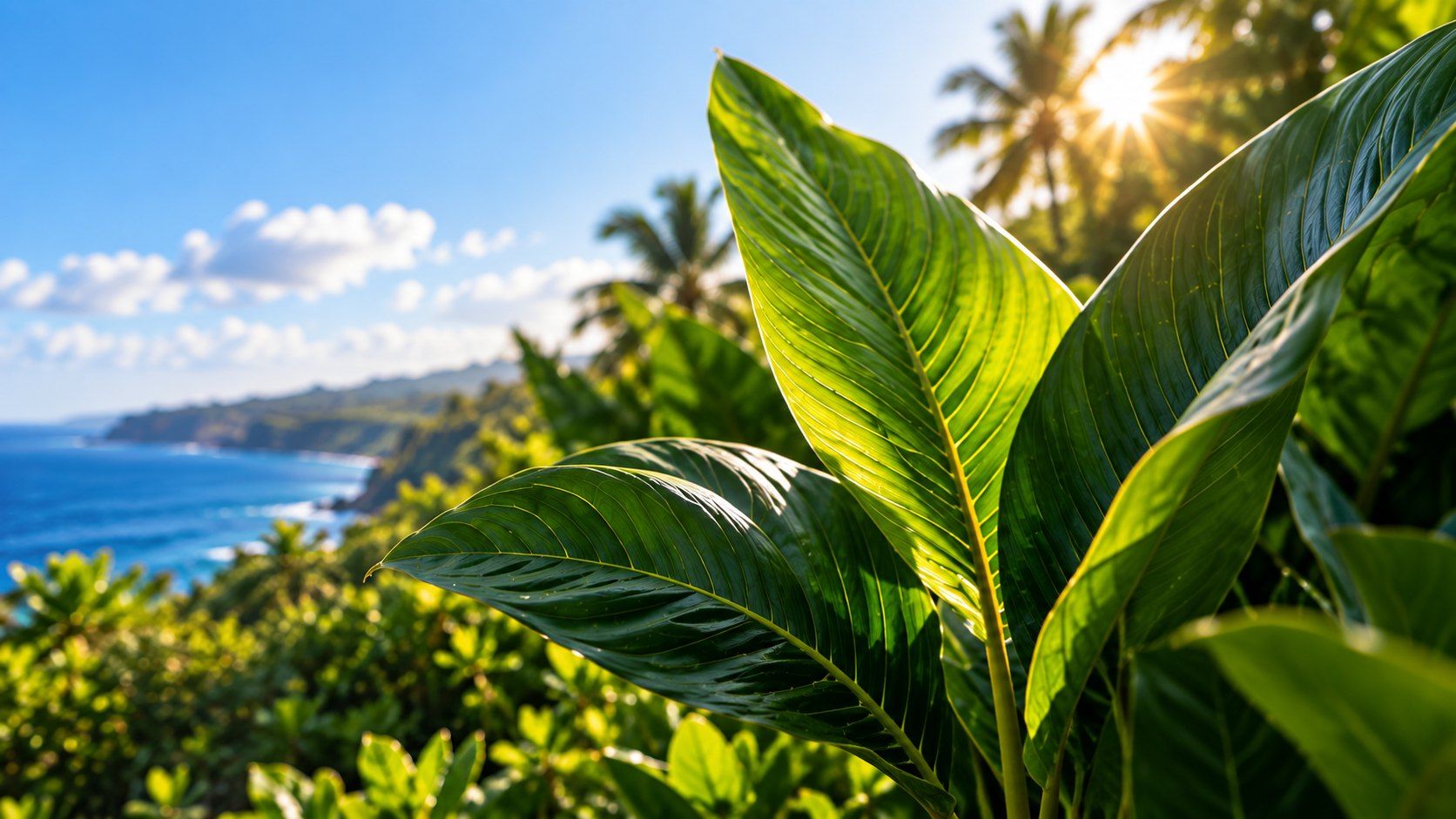 Broad tropical leaves catching sunlight above a green coastline and the open Pacific